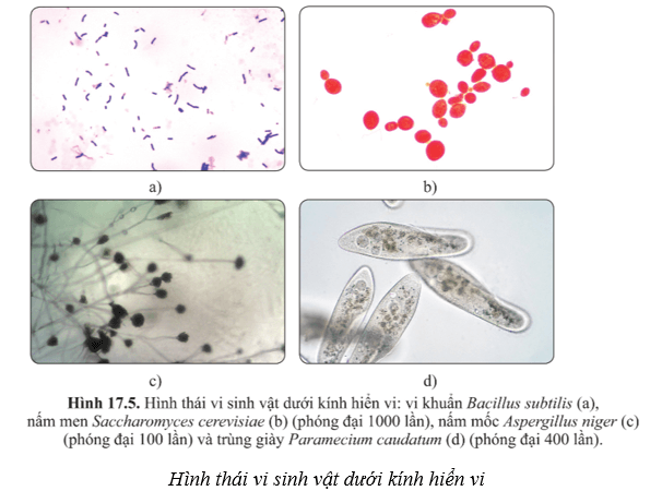 Lý thuyết Sinh học 10 Cánh diều Bài 17: Vi sinh vật và các phương pháp nghiên cứu vi sinh vật