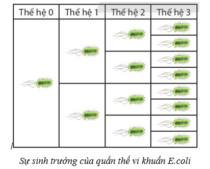 Lý thuyết Sinh học 10 Cánh diều Bài 18: Sinh trưởng và sinh sản ở vi sinh vật