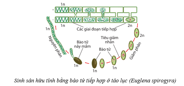 Lý thuyết Sinh học 10 Cánh diều Bài 18: Sinh trưởng và sinh sản ở vi sinh vật