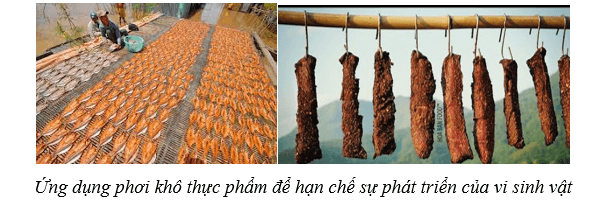 Lý thuyết Sinh học 10 Cánh diều Bài 18: Sinh trưởng và sinh sản ở vi sinh vật