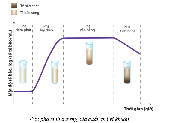 Lý thuyết Sinh học 10 Cánh diều Bài 18: Sinh trưởng và sinh sản ở vi sinh vật