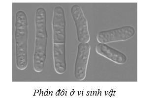 Lý thuyết Sinh học 10 Cánh diều Bài 18: Sinh trưởng và sinh sản ở vi sinh vật