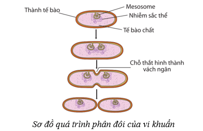 Lý thuyết Sinh học 10 Cánh diều Bài 18: Sinh trưởng và sinh sản ở vi sinh vật