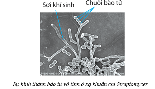 Lý thuyết Sinh học 10 Cánh diều Bài 18: Sinh trưởng và sinh sản ở vi sinh vật