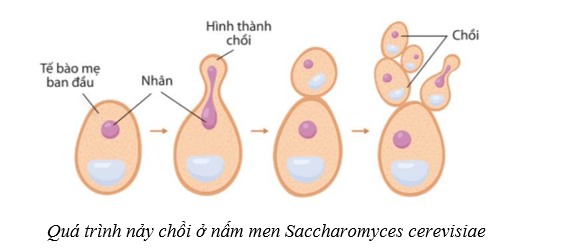 Lý thuyết Sinh học 10 Cánh diều Bài 18: Sinh trưởng và sinh sản ở vi sinh vật