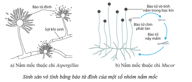 Lý thuyết Sinh học 10 Cánh diều Bài 18: Sinh trưởng và sinh sản ở vi sinh vật