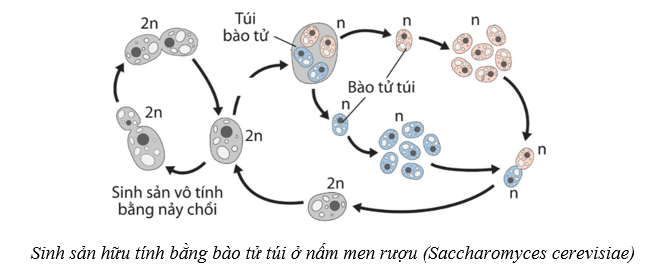 Lý thuyết Sinh học 10 Cánh diều Bài 18: Sinh trưởng và sinh sản ở vi sinh vật