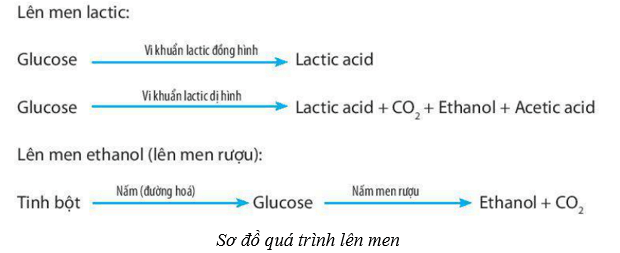 Lý thuyết Sinh học 10 Cánh diều Bài 19: Quá trình tổng họp phân giải ở vi sinh vật và ứng dụng