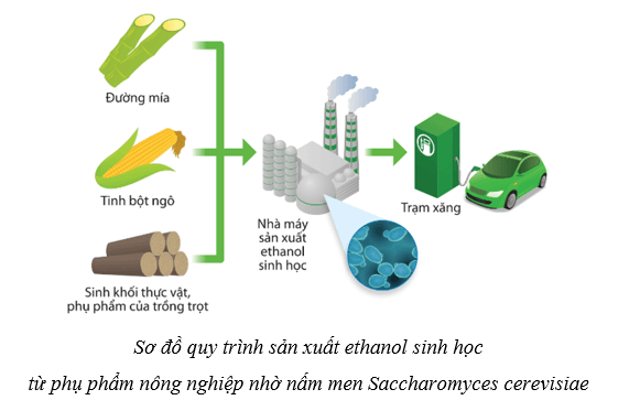 Lý thuyết Sinh học 10 Cánh diều Bài 19: Quá trình tổng họp phân giải ở vi sinh vật và ứng dụng