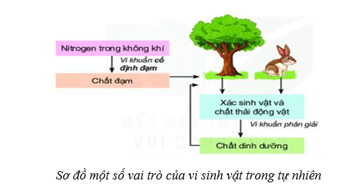 Lý thuyết Sinh học 10 Cánh diều Bài 19: Quá trình tổng họp phân giải ở vi sinh vật và ứng dụng