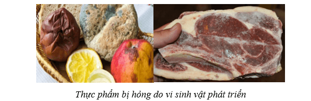 Lý thuyết Sinh học 10 Cánh diều Bài 19: Quá trình tổng họp phân giải ở vi sinh vật và ứng dụng