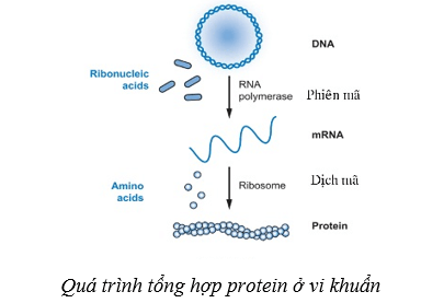 Lý thuyết Sinh học 10 Cánh diều Bài 19: Quá trình tổng họp phân giải ở vi sinh vật và ứng dụng