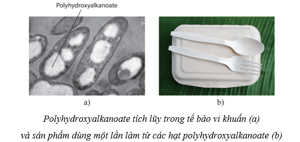 Lý thuyết Sinh học 10 Cánh diều Bài 19: Quá trình tổng họp phân giải ở vi sinh vật và ứng dụng