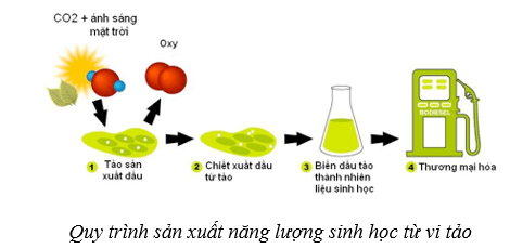 Lý thuyết Sinh học 10 Cánh diều Bài 19: Quá trình tổng họp phân giải ở vi sinh vật và ứng dụng