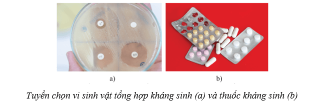 Lý thuyết Sinh học 10 Cánh diều Bài 19: Quá trình tổng họp phân giải ở vi sinh vật và ứng dụng