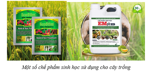 Lý thuyết Sinh học 10 Cánh diều Bài 20: Thành tựu của công nghệ vi sinh vật và ứng dụng của vi sinh vật