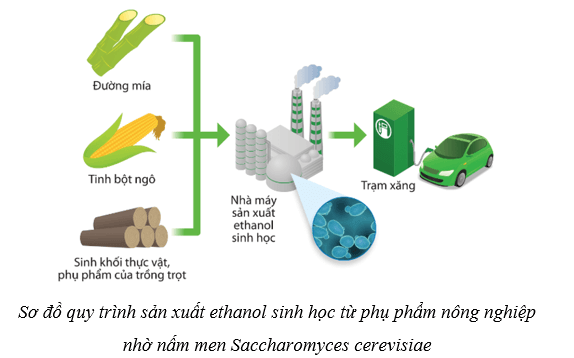 Lý thuyết Sinh học 10 Cánh diều Bài 20: Thành tựu của công nghệ vi sinh vật và ứng dụng của vi sinh vật