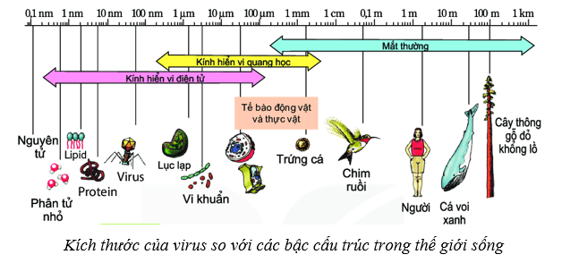 Lý thuyết Sinh học 10 Cánh diều Bài 21: Khái niệm, cấu tạo và chu trình nhân lên của virus