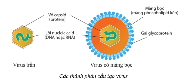 Lý thuyết Sinh học 10 Cánh diều Bài 21: Khái niệm, cấu tạo và chu trình nhân lên của virus