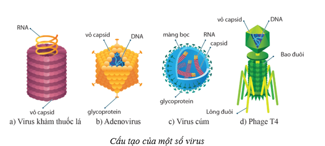 Lý thuyết Sinh học 10 Cánh diều Bài 21: Khái niệm, cấu tạo và chu trình nhân lên của virus