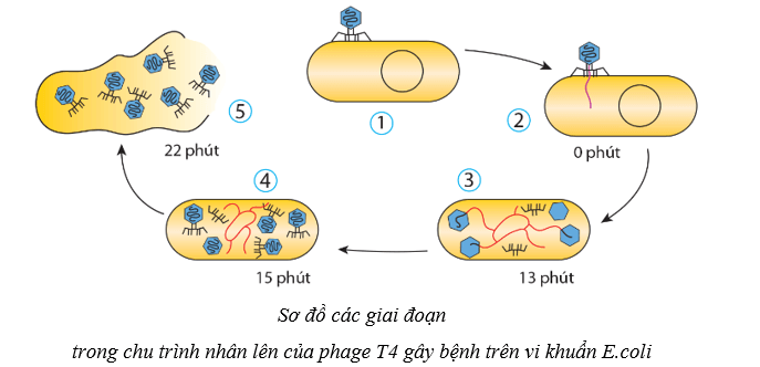 Lý thuyết Sinh học 10 Cánh diều Bài 21: Khái niệm, cấu tạo và chu trình nhân lên của virus