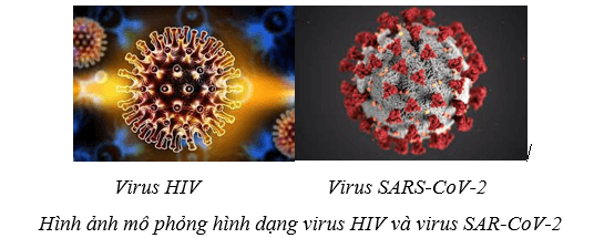 Lý thuyết Sinh học 10 Cánh diều Bài 21: Khái niệm, cấu tạo và chu trình nhân lên của virus
