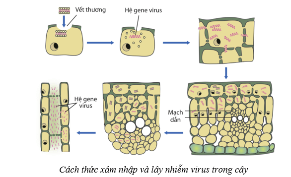 Lý thuyết Sinh học 10 Cánh diều Bài 22: Phương thức lây truyền, cách phòng chống và ứng dụng của virus