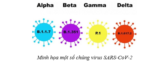 Lý thuyết Sinh học 10 Cánh diều Bài 22: Phương thức lây truyền, cách phòng chống và ứng dụng của virus