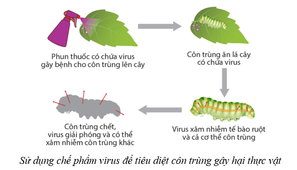 Lý thuyết Sinh học 10 Cánh diều Bài 22: Phương thức lây truyền, cách phòng chống và ứng dụng của virus