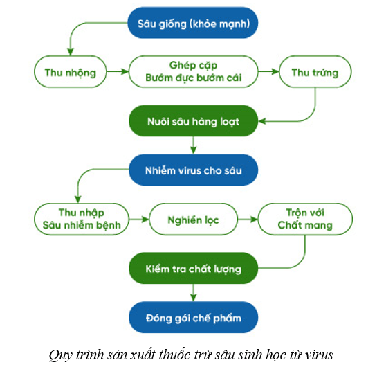 Lý thuyết Sinh học 10 Cánh diều Bài 22: Phương thức lây truyền, cách phòng chống và ứng dụng của virus