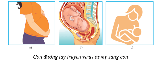 Lý thuyết Sinh học 10 Cánh diều Bài 22: Phương thức lây truyền, cách phòng chống và ứng dụng của virus