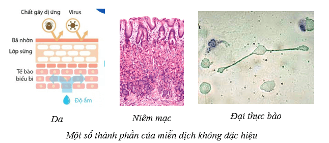 Lý thuyết Sinh học 10 Cánh diều Bài 22: Phương thức lây truyền, cách phòng chống và ứng dụng của virus