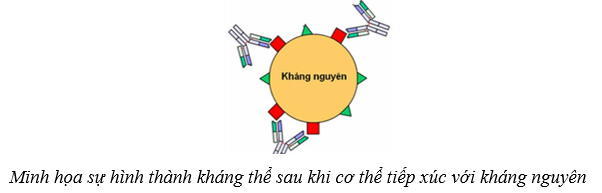 Lý thuyết Sinh học 10 Cánh diều Bài 22: Phương thức lây truyền, cách phòng chống và ứng dụng của virus