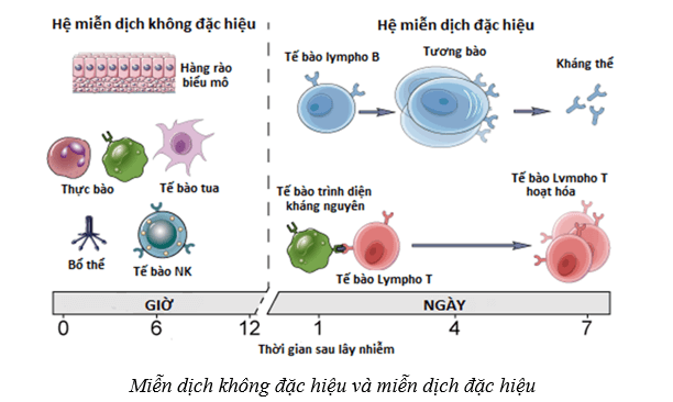 Lý thuyết Sinh học 10 Cánh diều Bài 22: Phương thức lây truyền, cách phòng chống và ứng dụng của virus