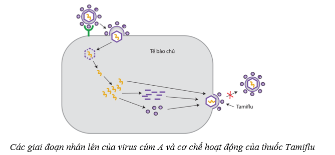 Lý thuyết Sinh học 10 Cánh diều Bài 22: Phương thức lây truyền, cách phòng chống và ứng dụng của virus