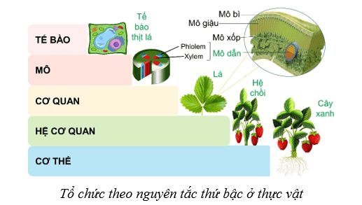 Lý thuyết Sinh học 10 Cánh diều Bài 3: Giới thiệu chung về các cấp độ tổ chức của thế giới sống