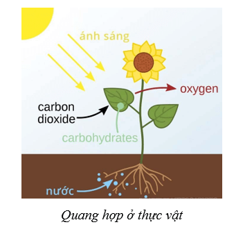 Lý thuyết Sinh học 10 Cánh diều Bài 3: Giới thiệu chung về các cấp độ tổ chức của thế giới sống