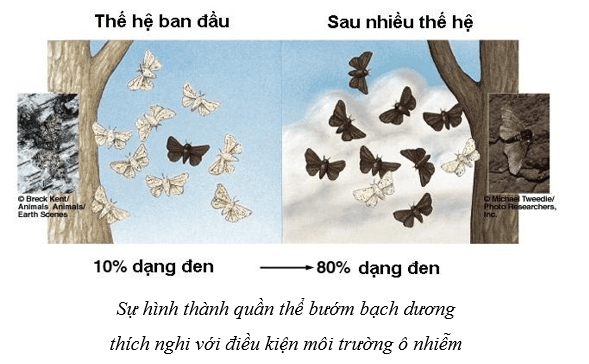 Lý thuyết Sinh học 10 Cánh diều Bài 3: Giới thiệu chung về các cấp độ tổ chức của thế giới sống