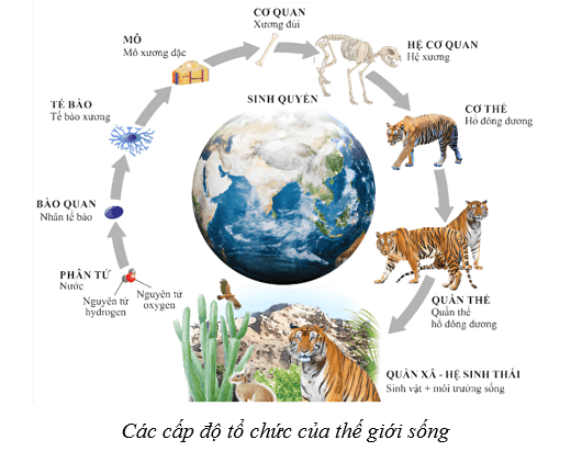 Lý thuyết Sinh học 10 Cánh diều Bài 3: Giới thiệu chung về các cấp độ tổ chức của thế giới sống