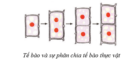 Lý thuyết Sinh học 10 Cánh diều Bài 4: Khái quát về tế bào