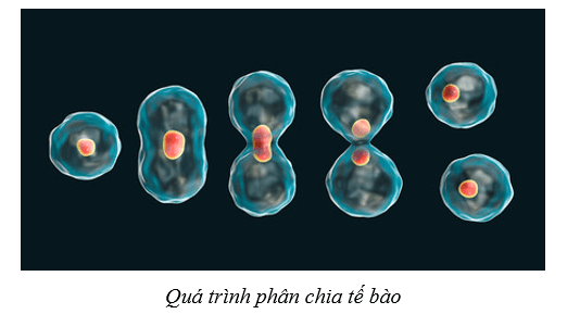 Lý thuyết Sinh học 10 Cánh diều Bài 4: Khái quát về tế bào