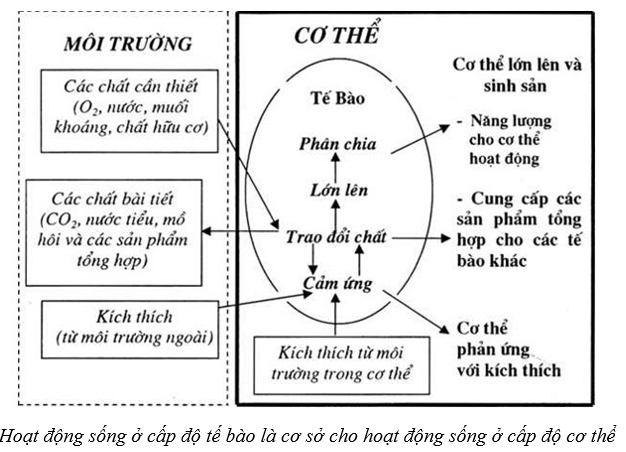 Lý thuyết Sinh học 10 Cánh diều Bài 4: Khái quát về tế bào