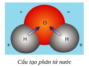 Lý thuyết Sinh học 10 Cánh diều Bài 5: Các nguyên tố hóa học và nước