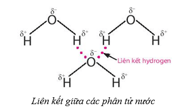 Lý thuyết Sinh học 10 Cánh diều Bài 5: Các nguyên tố hóa học và nước