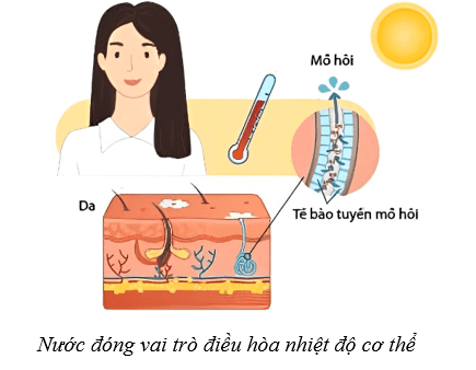 Lý thuyết Sinh học 10 Cánh diều Bài 5: Các nguyên tố hóa học và nước