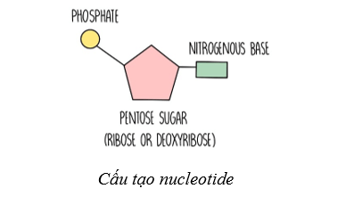 Lý thuyết Sinh học 10 Cánh diều Bài 6: Các phân tử sinh học