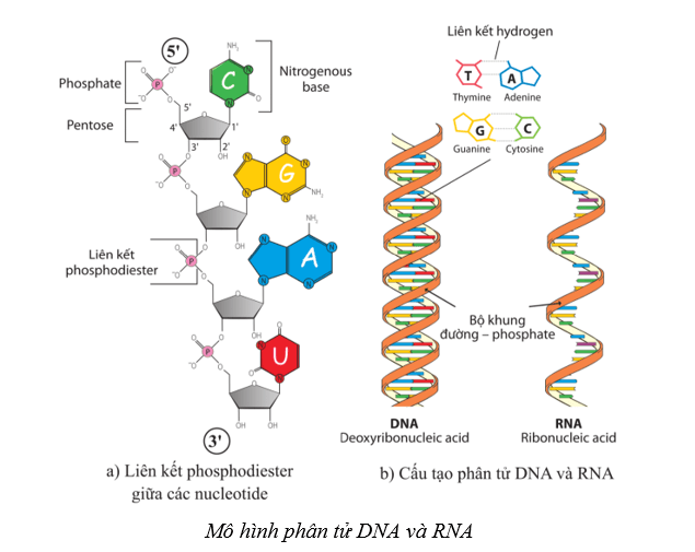 Lý thuyết Sinh học 10 Cánh diều Bài 6: Các phân tử sinh học