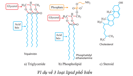 Lý thuyết Sinh học 10 Cánh diều Bài 6: Các phân tử sinh học