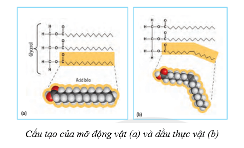 Lý thuyết Sinh học 10 Cánh diều Bài 6: Các phân tử sinh học