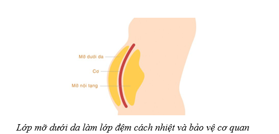 Lý thuyết Sinh học 10 Cánh diều Bài 6: Các phân tử sinh học